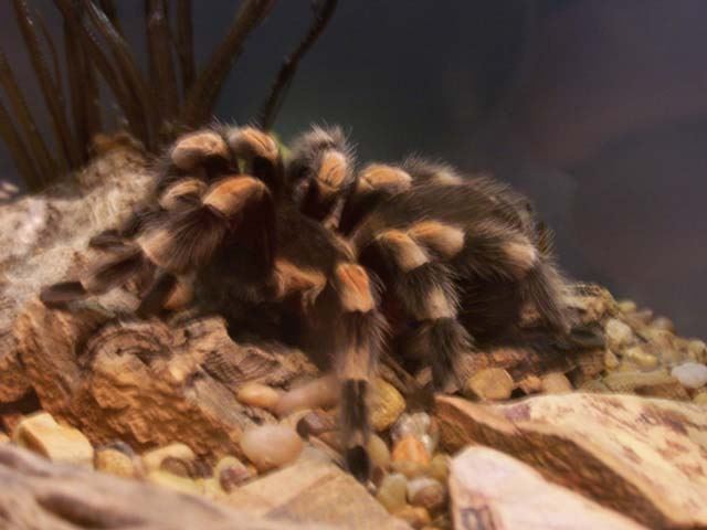 BIG furry spider!!!