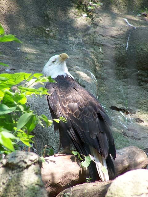 This Bald Eagle was HUGH.  This picture really does it no justice.  It was just so very impressive.