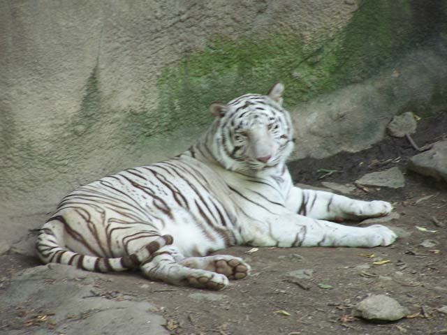 White Tiger cooling off in the shade under that small ledge.  Other than it's tail it didn't move an inch.