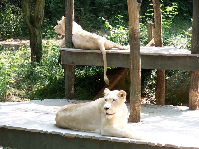 These are white Lions.  This photo makes them look like regular Lions but they were so white.  White like snow.