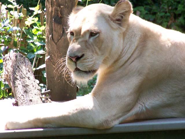 	White Lion close up....leave me alone I am sun bathing, I don't want to be bothered.
