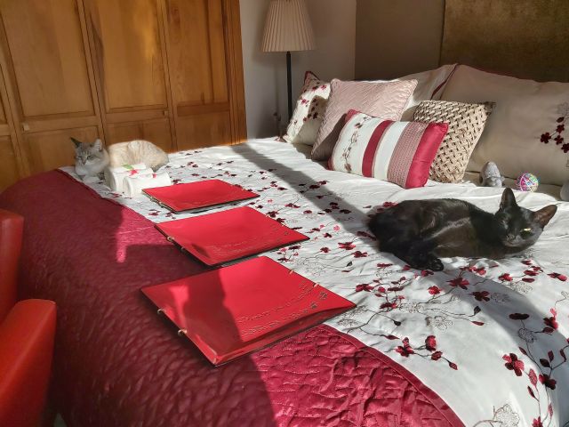 The cats tried to help decide where to put the artwork but fell asleep on the guest bed instead.
