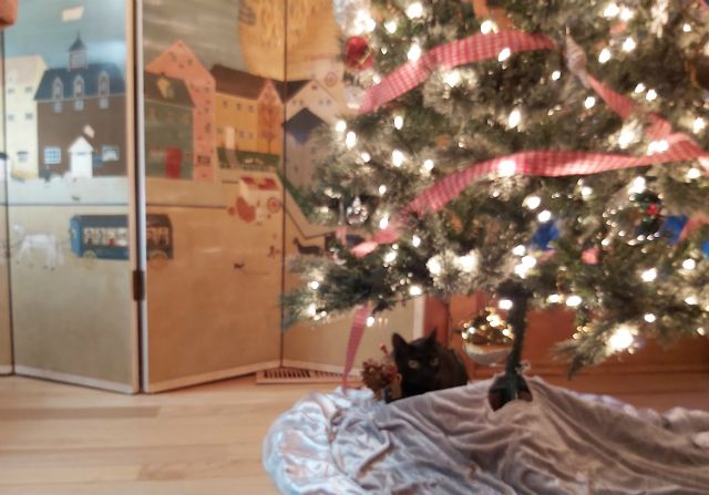 Purmione likes this spot under the tree or is she showing off her decoration skills.