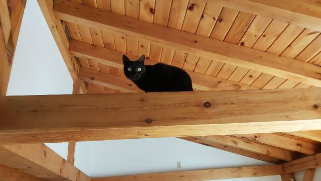 Purmione is the first of our cats on the beams.
