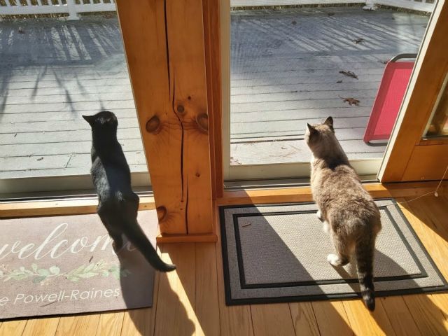 Purmione and Tinkerbell enjoying the fall sun spilling in the sliding glass door.