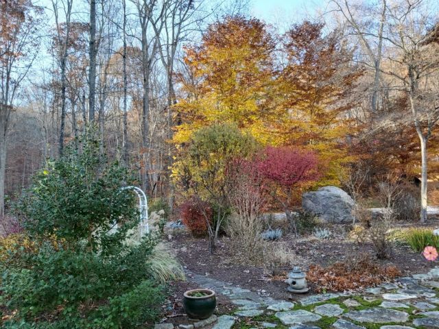 Some fall color from the patio.