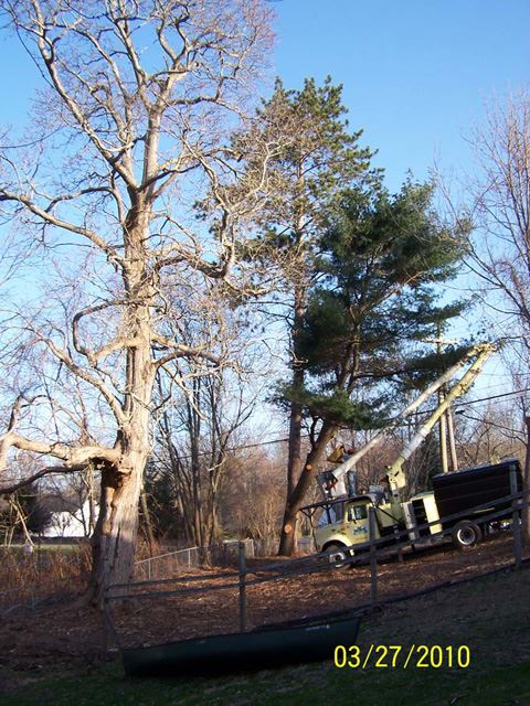 Soupy's Cord Wood and JSP Tree Service are here and getting Setup to remove my HUGH trees.  The Catalpa is about 80 feet tall and the two pines in the far corner are about 70 feet tall.  The Ash tree on the hill is about 30 feet tall.