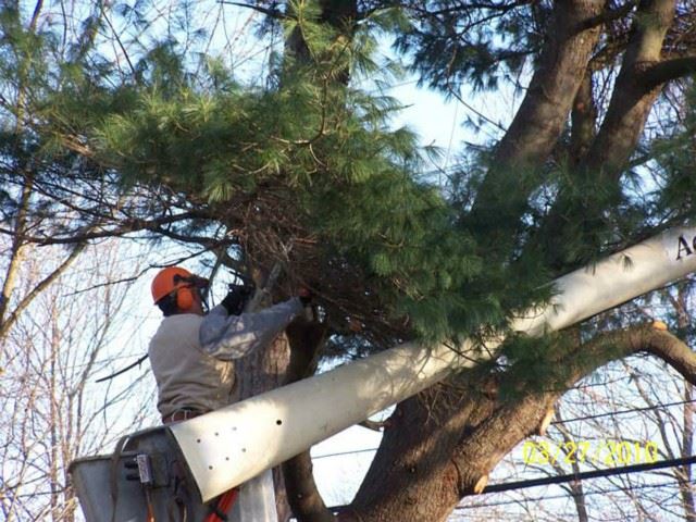 Removing the lower limbs on the White Pine so the bucket truck's boom can maneuver easier.