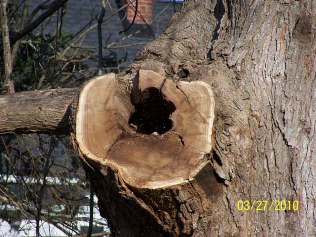 A large hole in a large limb on the 80 foot Catalpa.  That hole goes to the base of the tree.  That limb is about 20 feet from the ground.