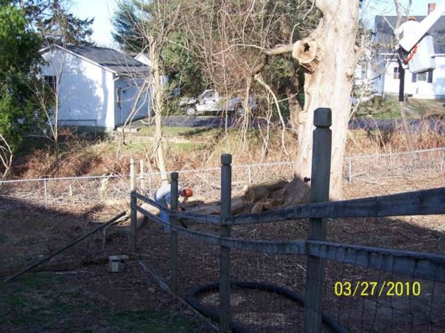 Small portion of the fence was removed to assist in removal of the neighbor's trees.  Cutting up the hollow Catalpa limb.