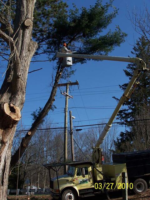 Back to the White Pine, one limb at a time with those power lines so close.